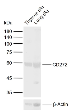 CD272 Rabbit Polyclonal Antibody