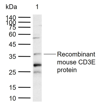 CD3E Rabbit Polyclonal Antibody