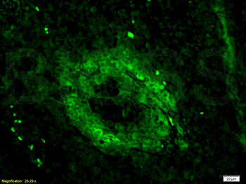 CD3E Rabbit Polyclonal Antibody