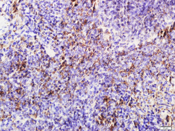 CD40L Rabbit Polyclonal Antibody