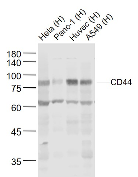 CD44 Rabbit Polyclonal Antibody