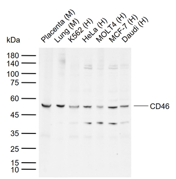 CD46 Rabbit Polyclonal Antibody