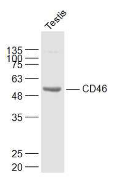 CD46 Rabbit Polyclonal Antibody