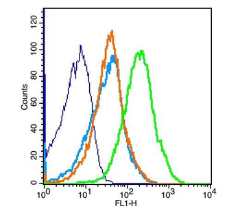 ICAM1 Rabbit Polyclonal Antibody