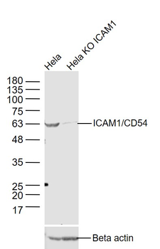 ICAM1 Rabbit Polyclonal Antibody