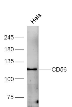 CD56 Rabbit Polyclonal Antibody