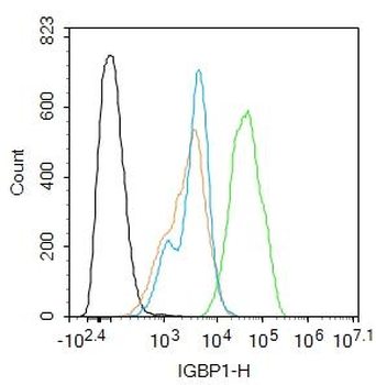 IGBP1 Rabbit Polyclonal Antibody