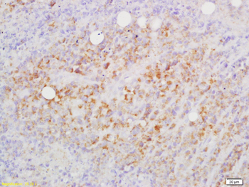 CD82 Rabbit Polyclonal Antibody