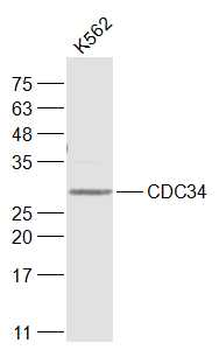CDC34 Rabbit Polyclonal Antibody