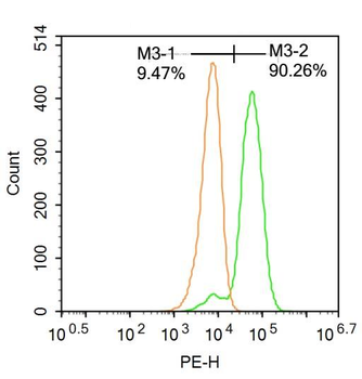 CDK8 Rabbit Polyclonal Antibody