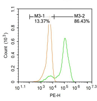 CEBP-alpha Rabbit Polyclonal Antibody