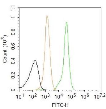 YB1 Rabbit Polyclonal Antibody (FITC)