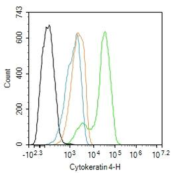 Cytokeratin 4 Rabbit Polyclonal Antibody