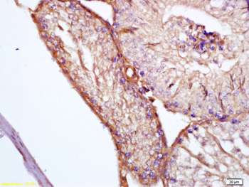 Clusterin Rabbit Polyclonal Antibody