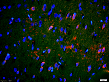 CNTF Rabbit Polyclonal Antibody