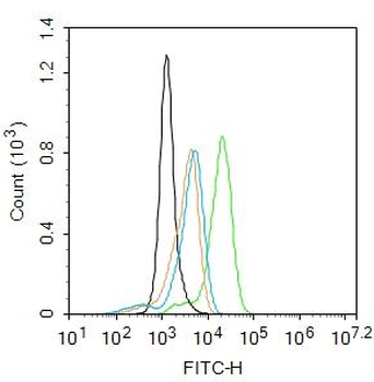 Factor XIII Rabbit Polyclonal Antibody