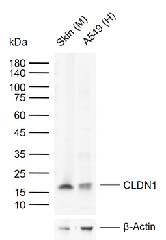 CLDN1 Rabbit Polyclonal Antibody