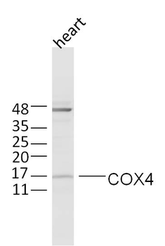 COX4I1 Rabbit Polyclonal Antibody