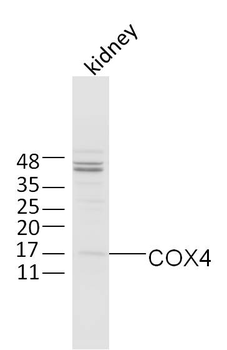COX4I1 Rabbit Polyclonal Antibody