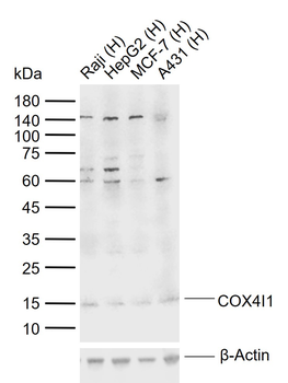 COX4I1 Rabbit Polyclonal Antibody