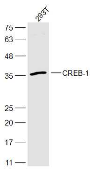 CREB-1 Rabbit Polyclonal Antibody