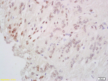 CREB-1 Rabbit Polyclonal Antibody