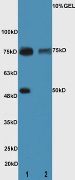 CXorf36 Rabbit Polyclonal Antibody