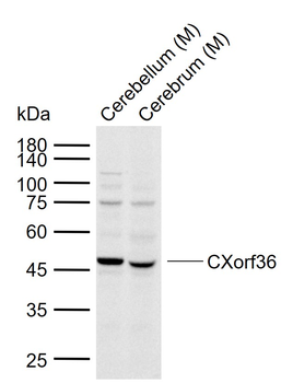 CXorf36 Rabbit Polyclonal Antibody