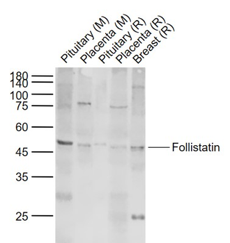 Follistatin Rabbit Polyclonal Antibody