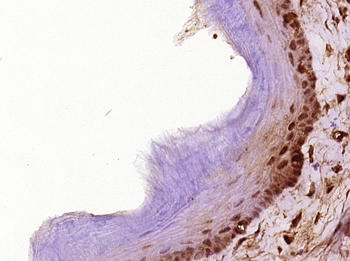 Cyclin D1 Rabbit Polyclonal Antibody