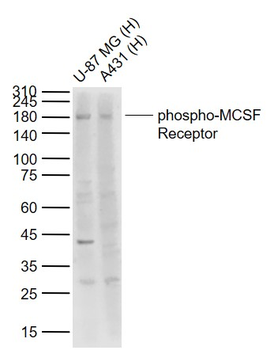 Phospho-MCSF Receptor (Tyr546) Rabbit Polyclonal Antibody
