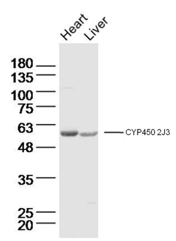 Cyp2J3 Rabbit Polyclonal Antibody