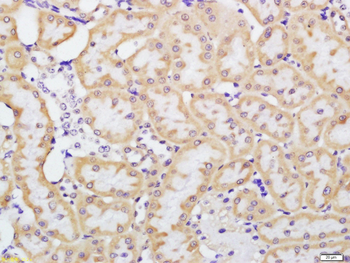 Defensin beta 1 Rabbit Polyclonal Antibody