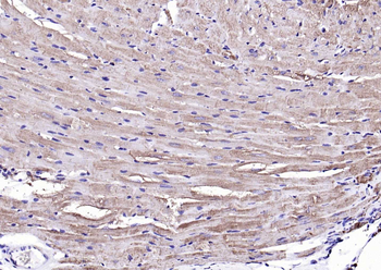 Desmin Rabbit Polyclonal Antibody