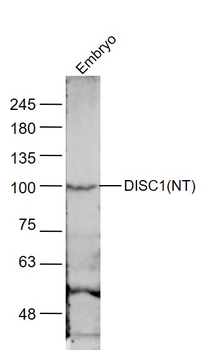 DISC1 (NT) Rabbit Polyclonal Antibody