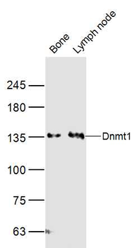 Dnmt1 Rabbit Polyclonal Antibody