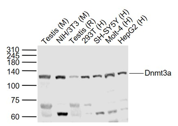 Dnmt3a Rabbit Polyclonal Antibody