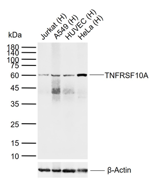 TNFRSF10A Rabbit Polyclonal Antibody