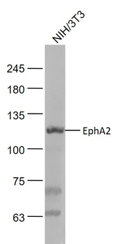 EphA2 Rabbit Polyclonal Antibody