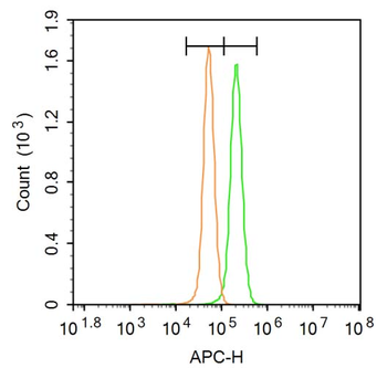EphB2 Rabbit Polyclonal Antibody