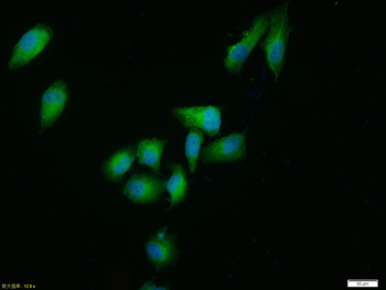 ERK1 Rabbit Polyclonal Antibody