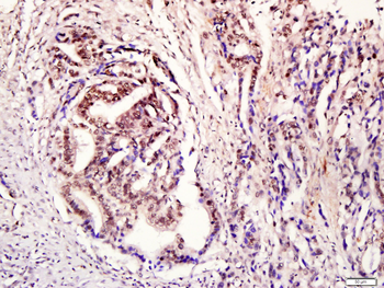 Phospho-STAT3 (Tyr705) Rabbit Polyclonal Antibody