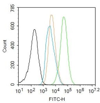 Phospho-NFKB p65 (Ser276) Rabbit Polyclonal Antibody