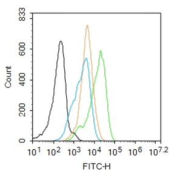 Phospho-NFKB p65 (Ser276) Rabbit Polyclonal Antibody