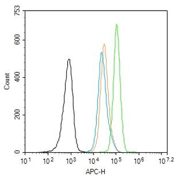 ETS1 Rabbit Polyclonal Antibody