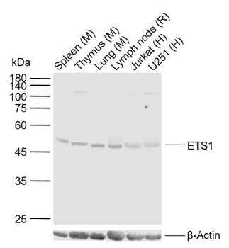 ETS1 Rabbit Polyclonal Antibody