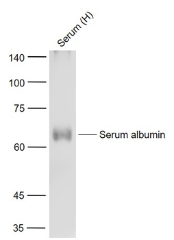 Albumin Mouse Monoclonal Antibody (Animal-free)