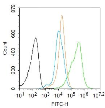 FANCF Rabbit Polyclonal Antibody