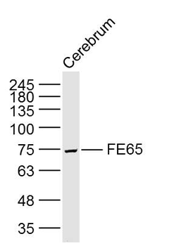 FE65 Rabbit Polyclonal Antibody