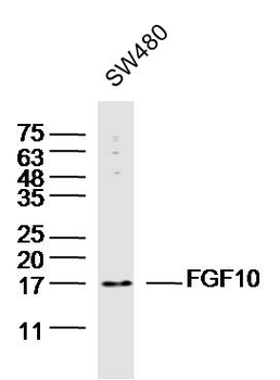 FGF10 Rabbit Polyclonal Antibody